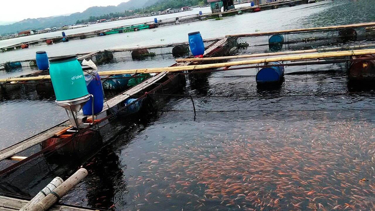 IoT-driven fish feeder eFishery is set up in an aquaculture farm in Indonesia. Image: eFishery